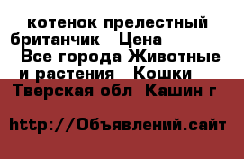 котенок прелестный британчик › Цена ­ 12 000 - Все города Животные и растения » Кошки   . Тверская обл.,Кашин г.